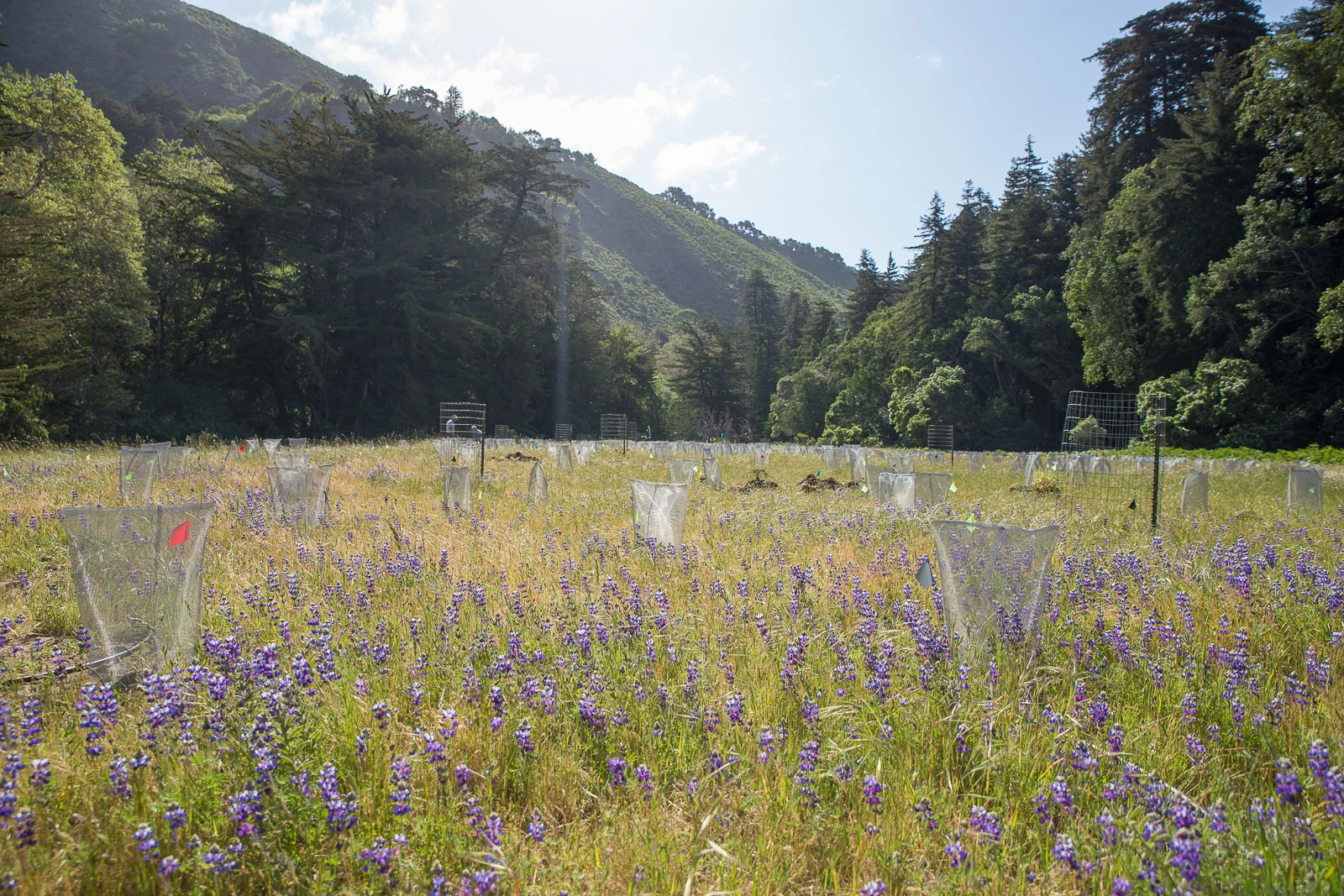 Pfeiffer Big Sur State Park