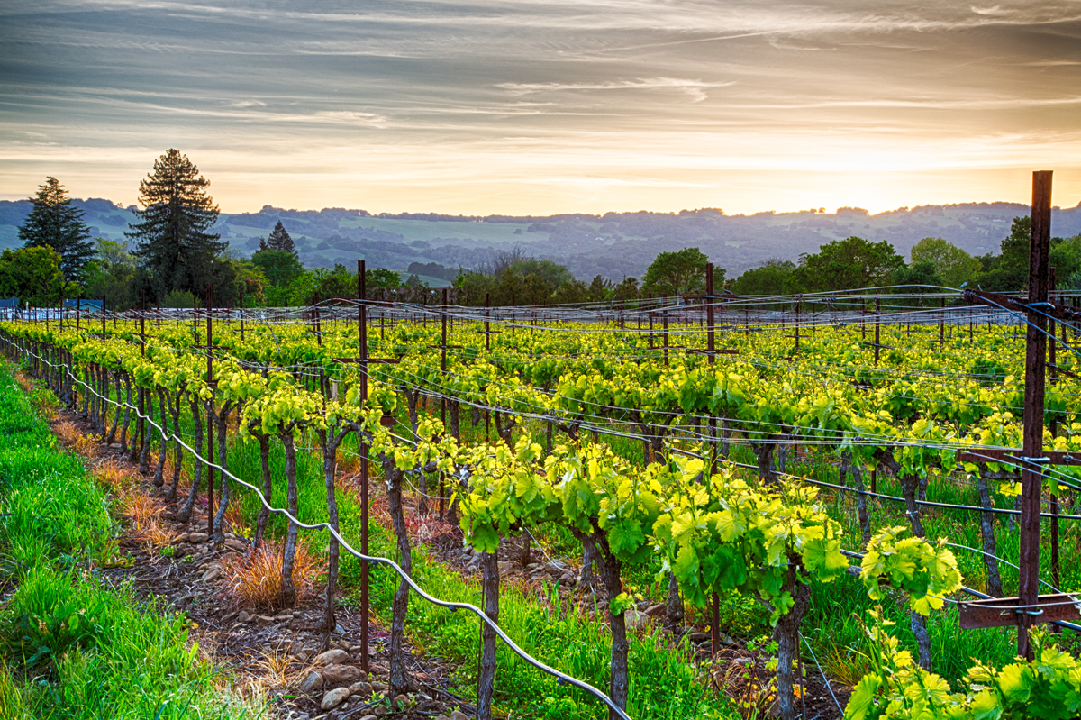 PIC-5- Sonoma County.jpg