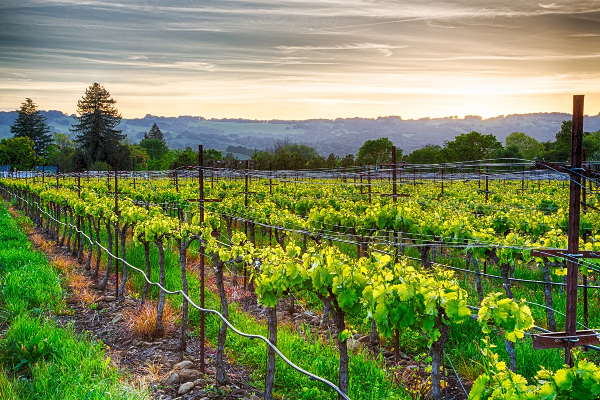PIC-5- Sonoma County.jpg