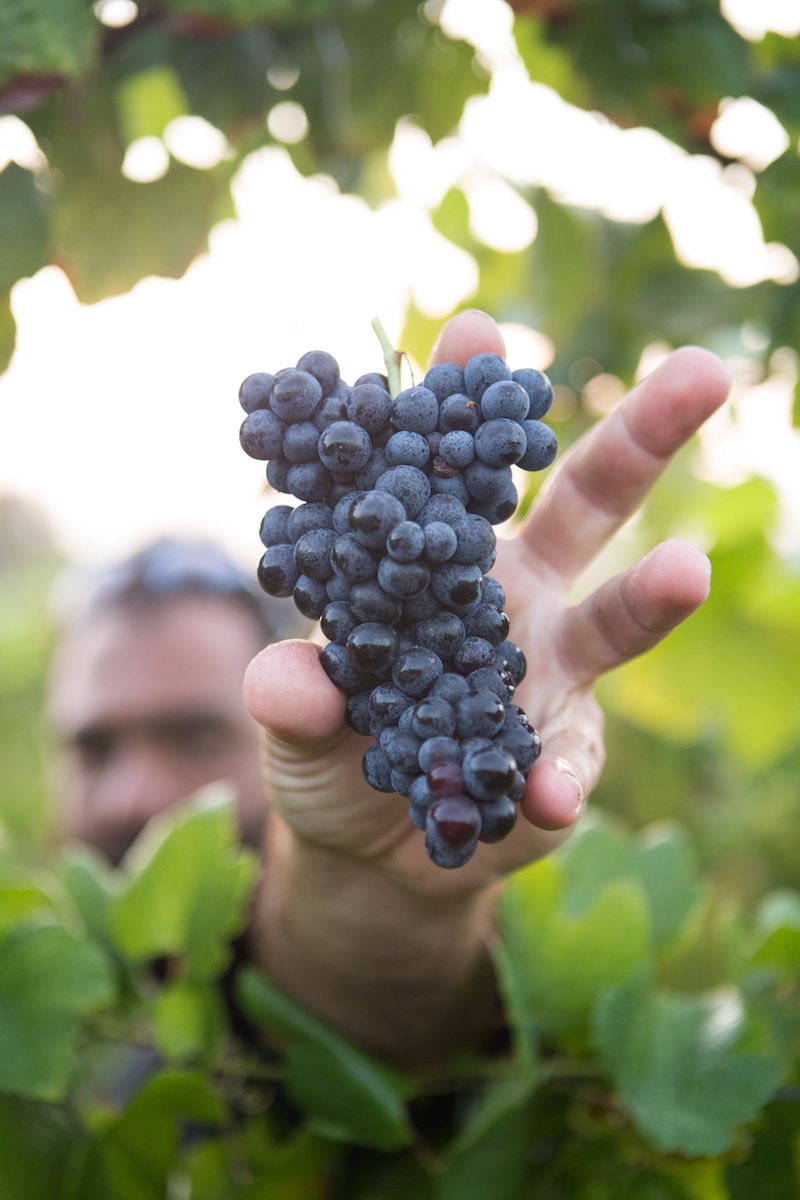 PIC-8- Picking grapes.jpg