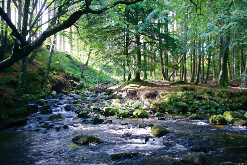 PIC-Tollymore Park (1).jpg