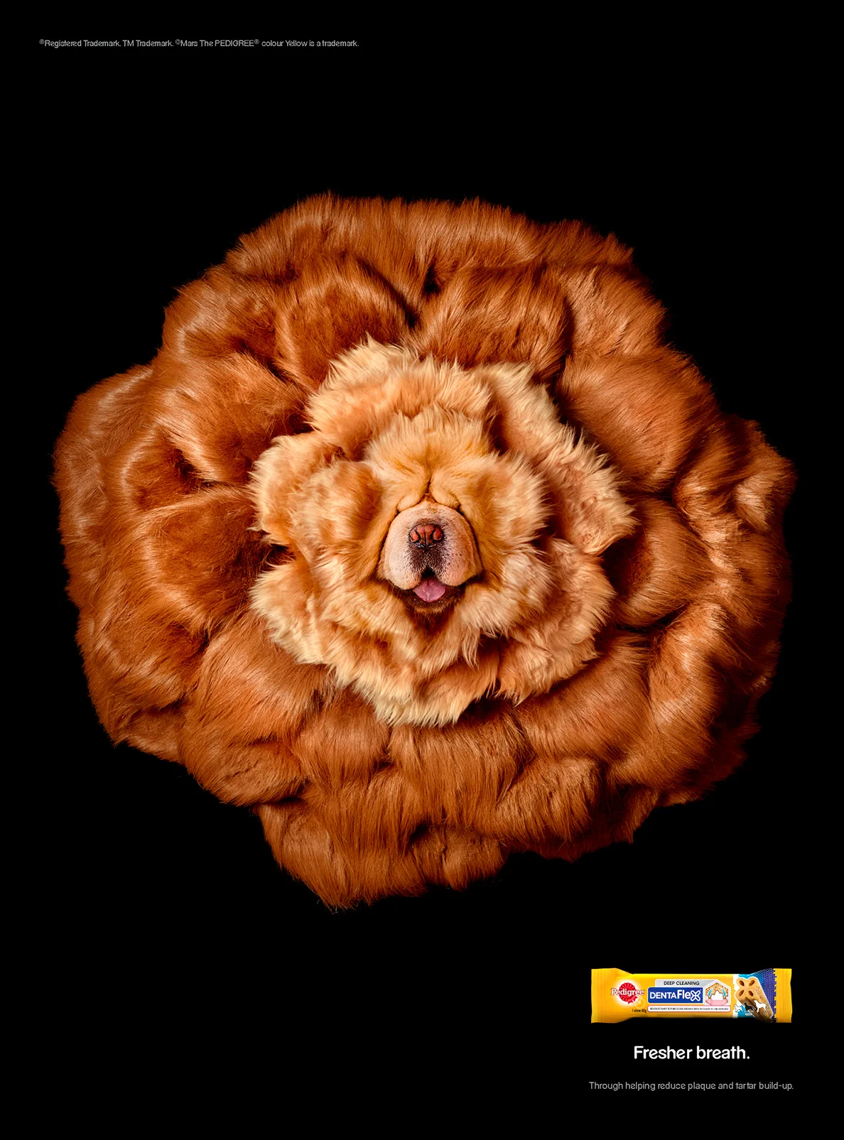 Chow Chow