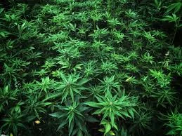 hemp.jpg