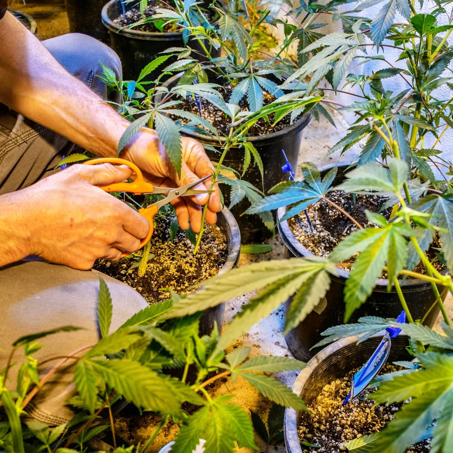 Cloning time! Healthy little ladies being selected to go into our first round of beds in a couple of weeks 🌱🌱🌱 Trying out some dank genetics from @heroesofthefarm that we bet are going to just slurp up that Southern Oregon sun once it comes out to