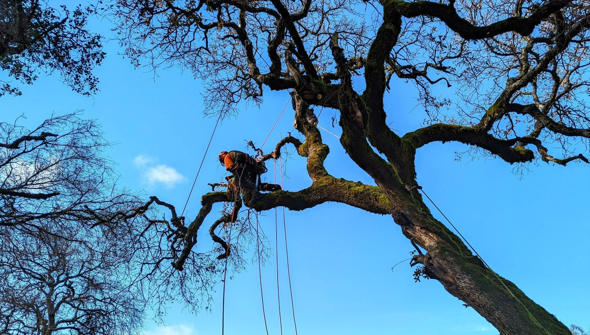 Tree%2BPruning.jpg