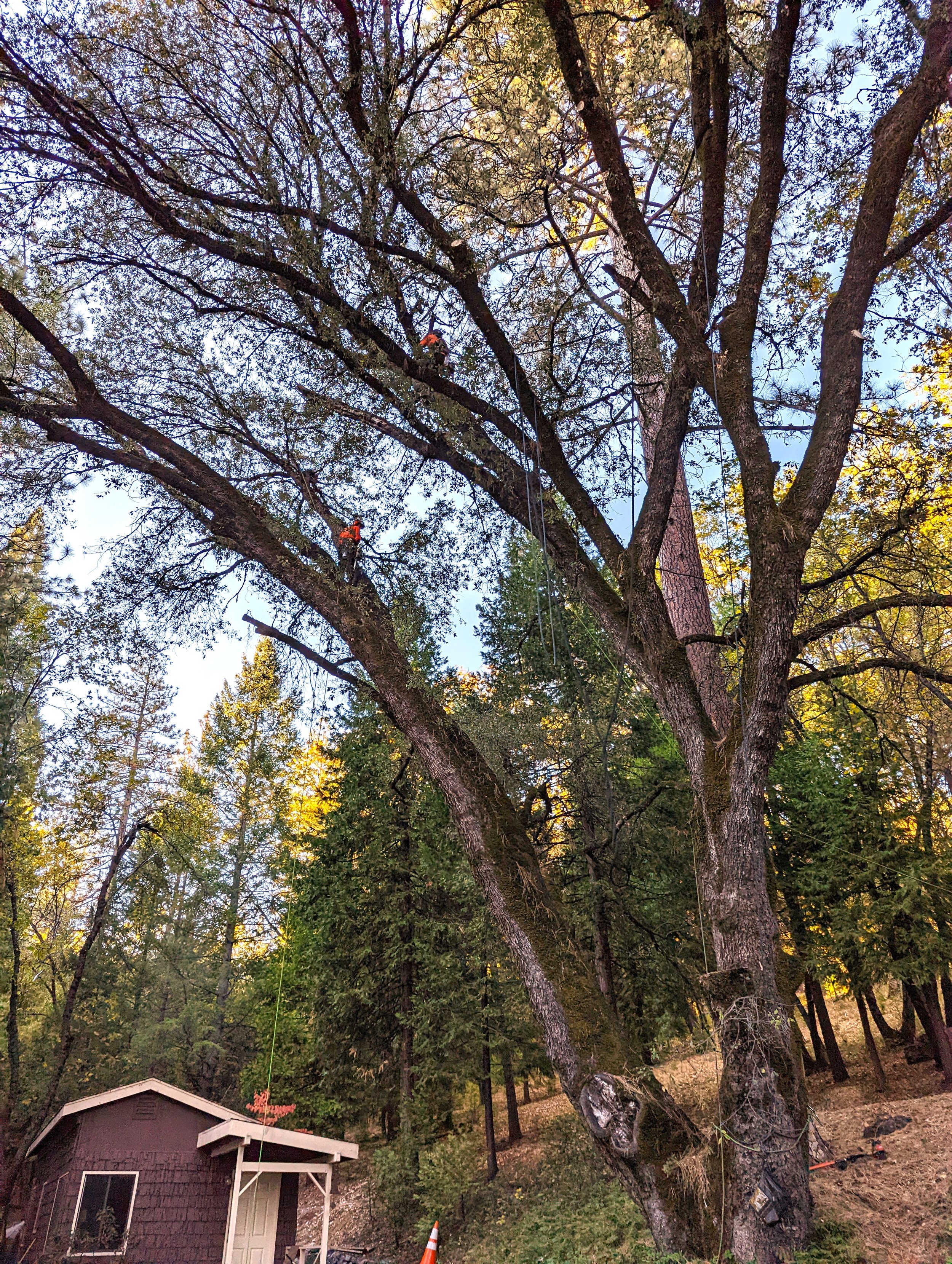 Oak Tree Cabling.jpg