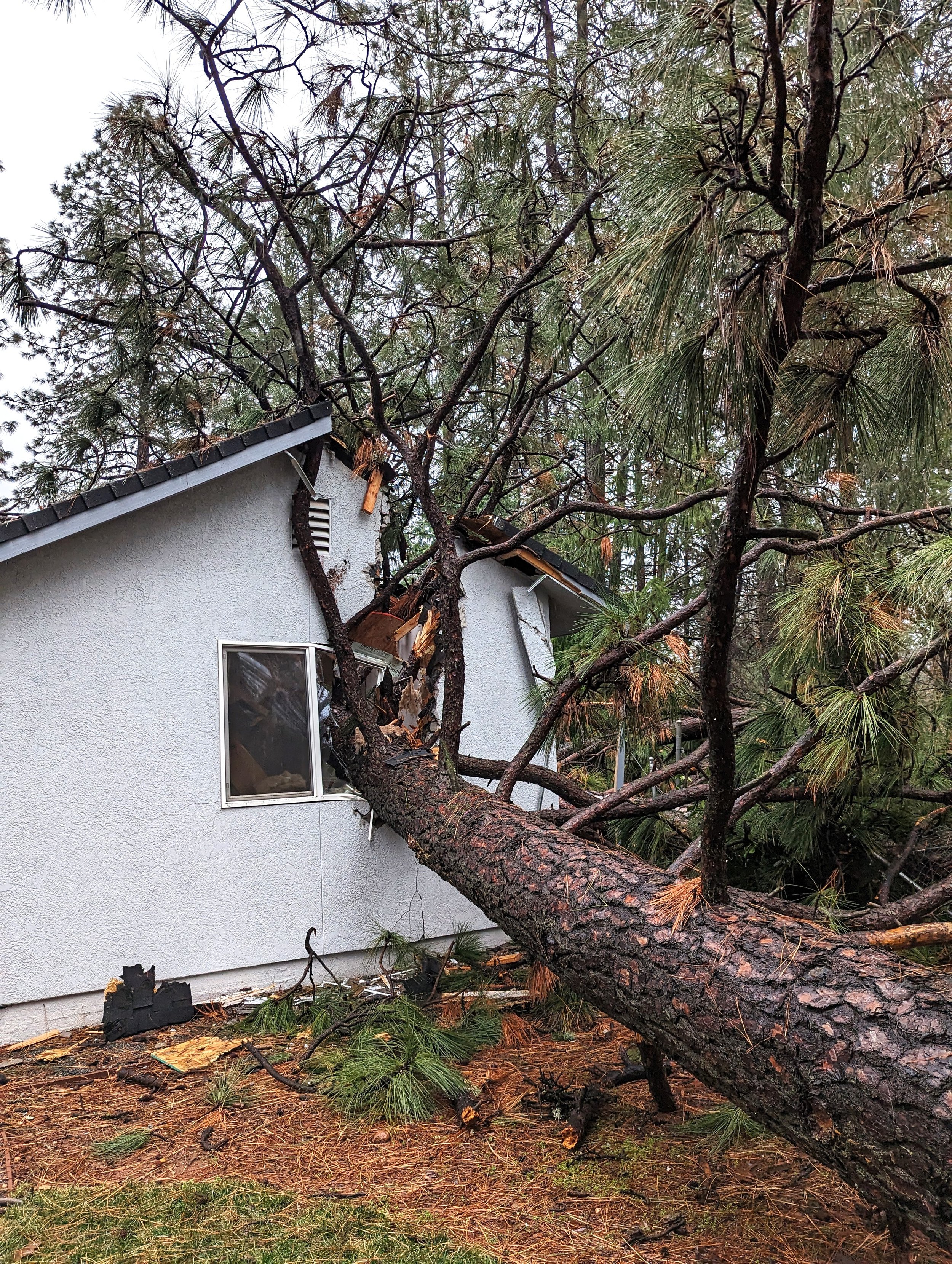 Emergency Tree Removal Storm Cleanup.jpg