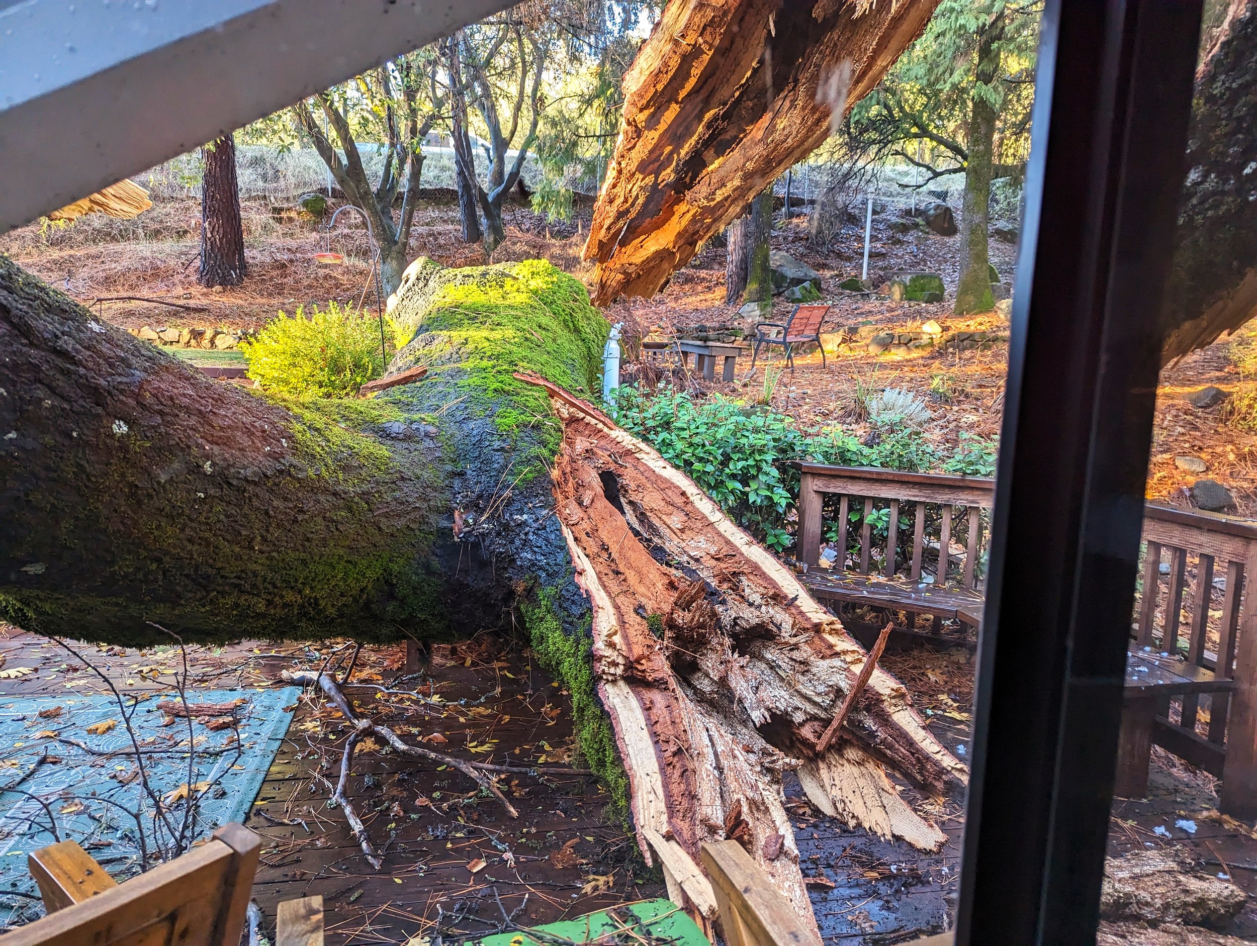 Hazard Tree Removal Lake Wildwood Nevada County.jpg