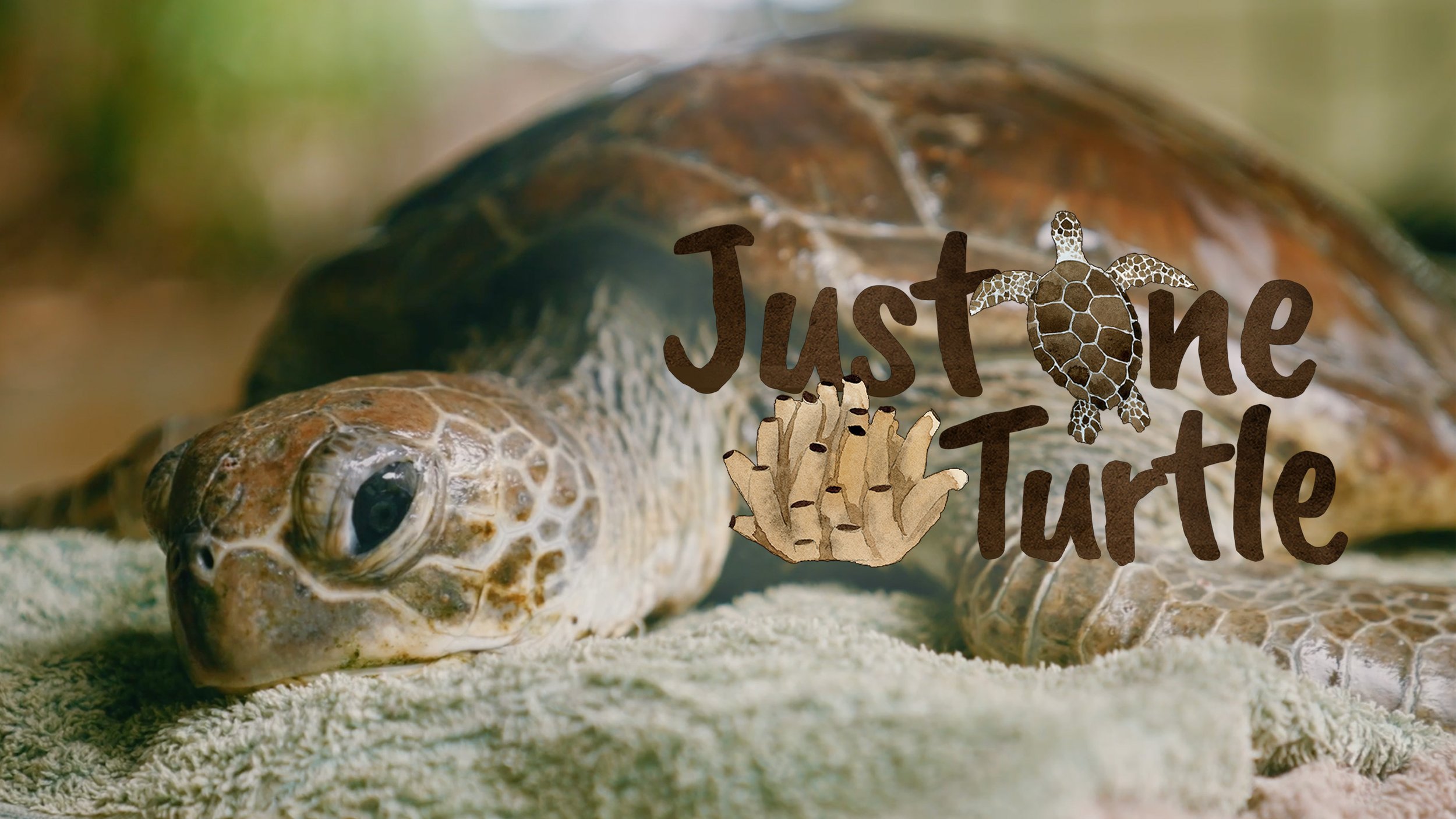 Just One Turtle