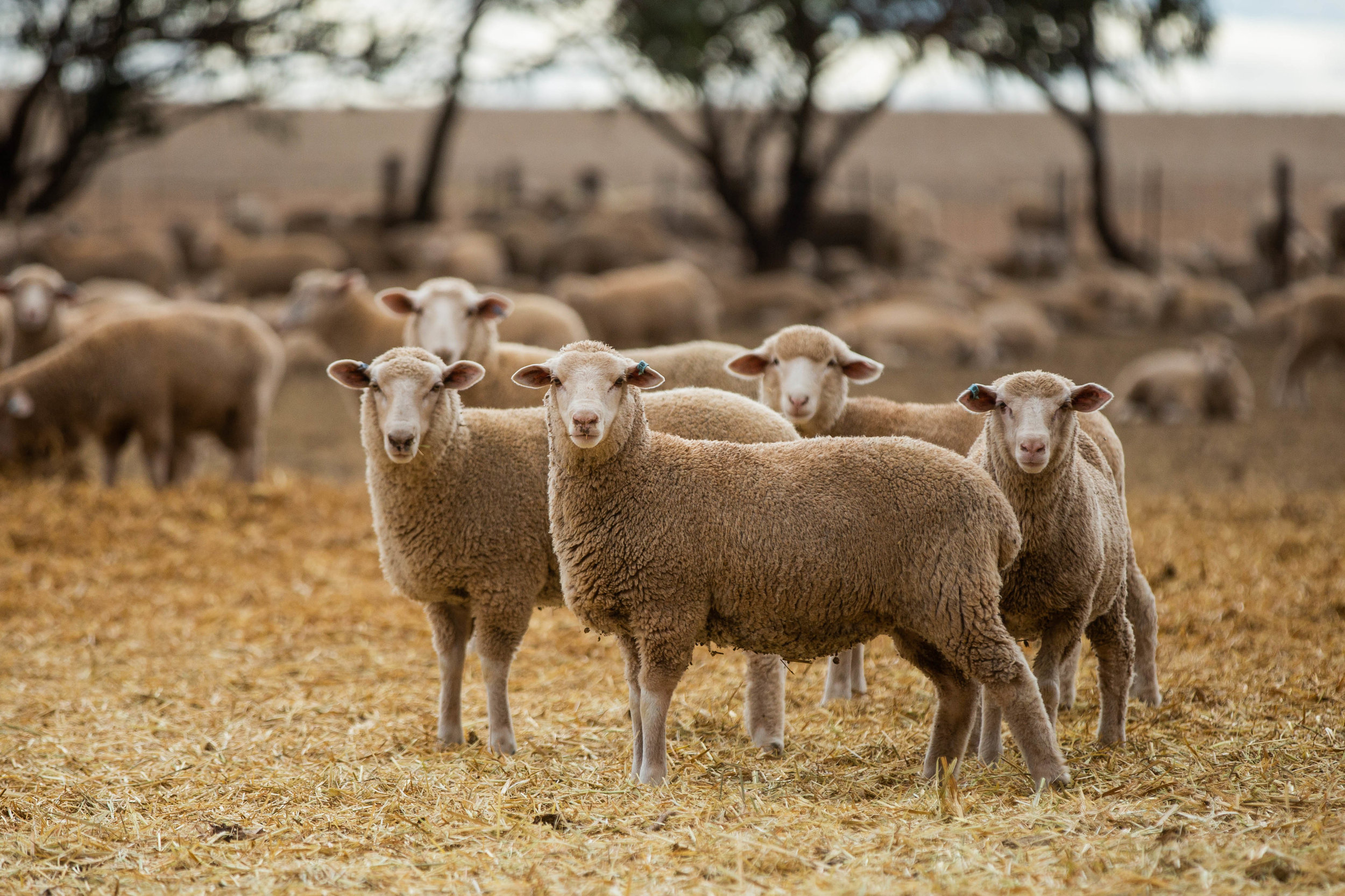 Sheep-Grandpas16-05-2016-10.jpg