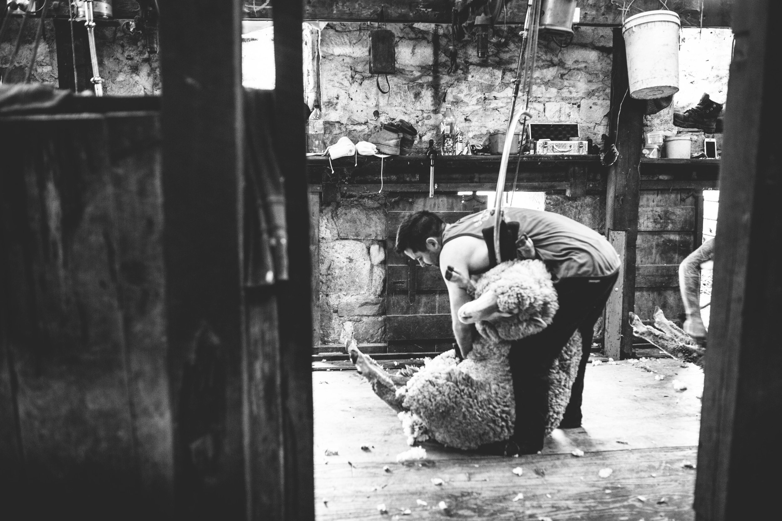 Shearing_Munduney_20-09-16-142.jpg