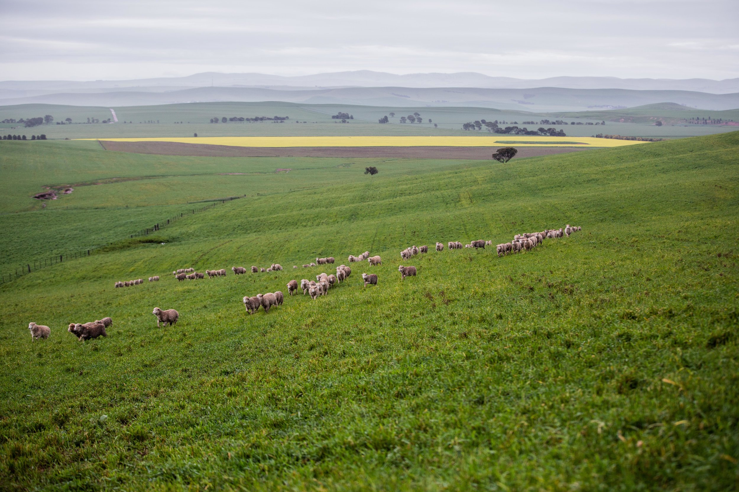 Shearing_Munduney_20-09-16-175.jpg