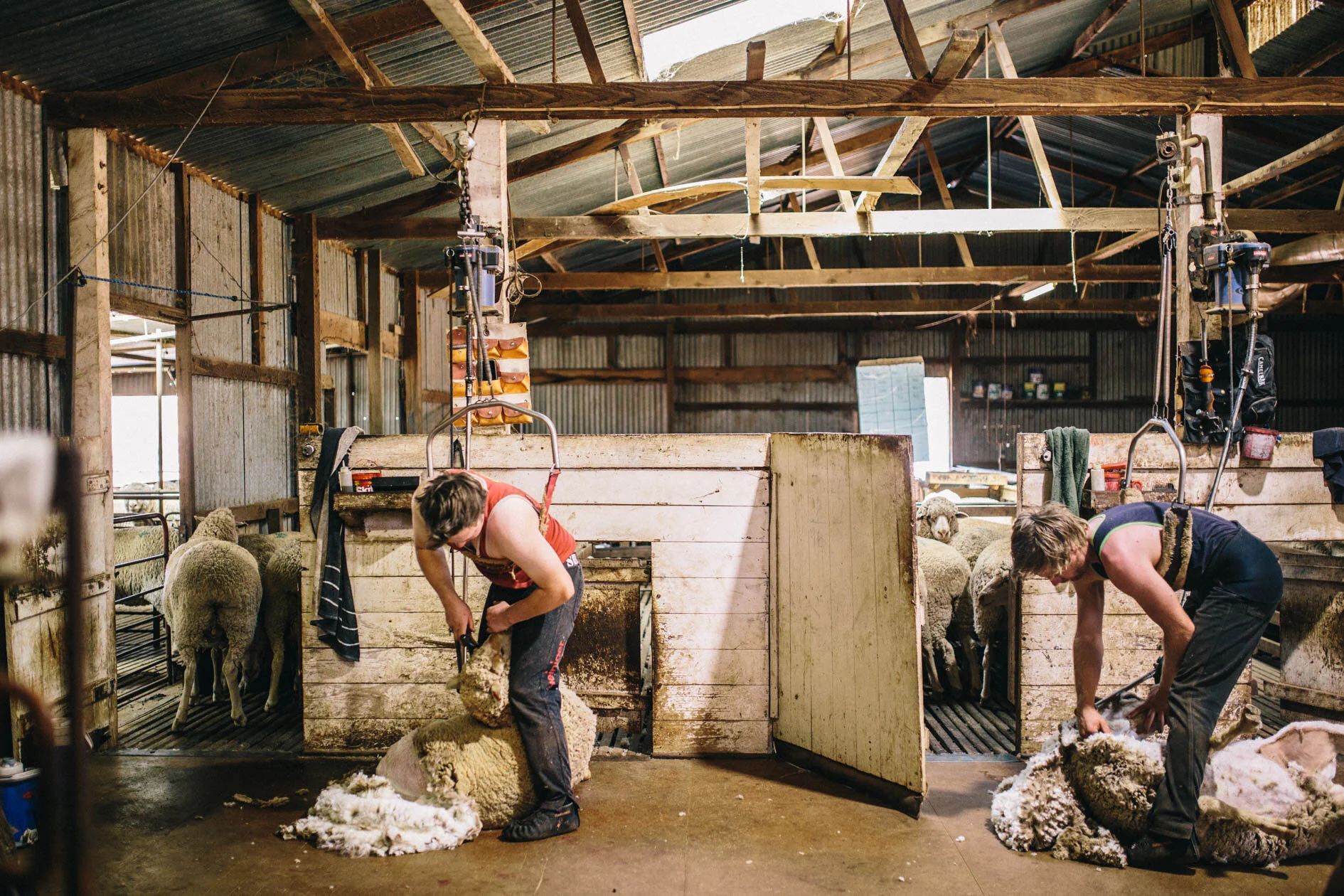 Shearing-Grandpas-Web-99.jpg