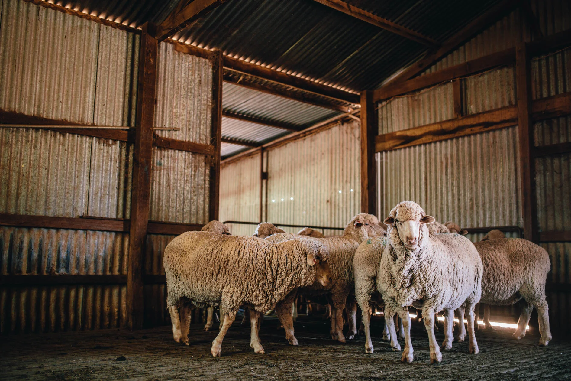 Shearing at Oaklea Park