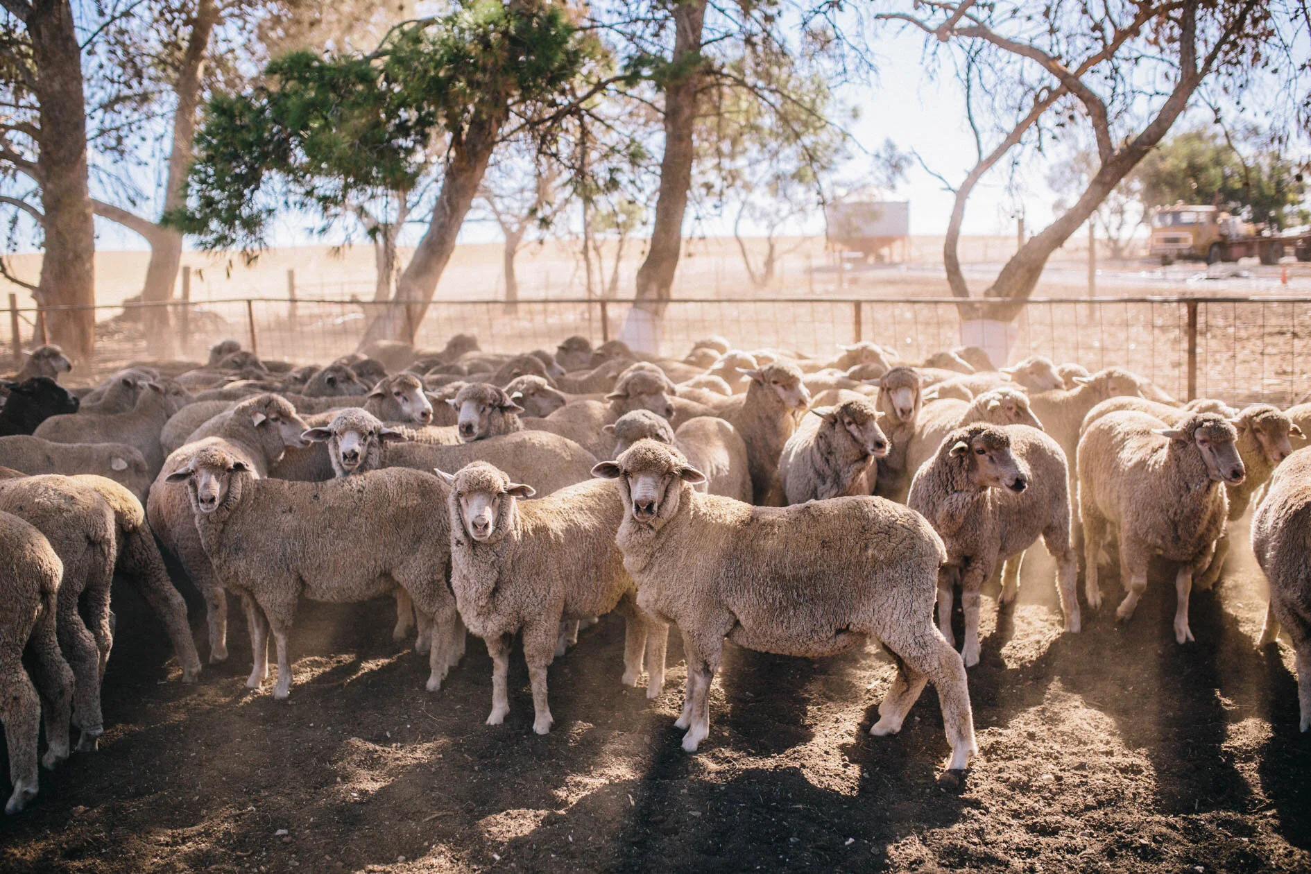 DraftingSheep_Grandpa's-Web-64.jpg