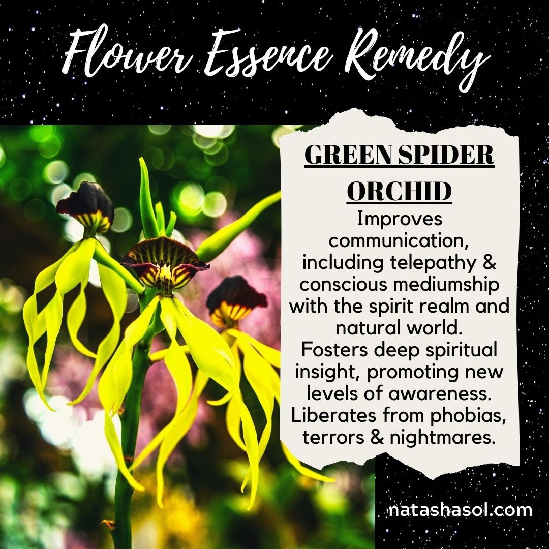 Green Spider Orchid FE NATASHA SOL.jpeg