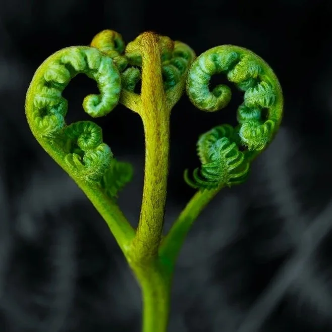 Finding Your Frequency: Why Coherence in Your Bio-Energy Field is Key to True Healing and Lasting Vitality