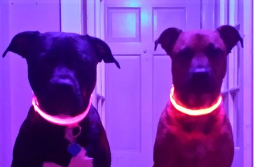 LED Dog Collars for Pitbulls - Chicago, IL
