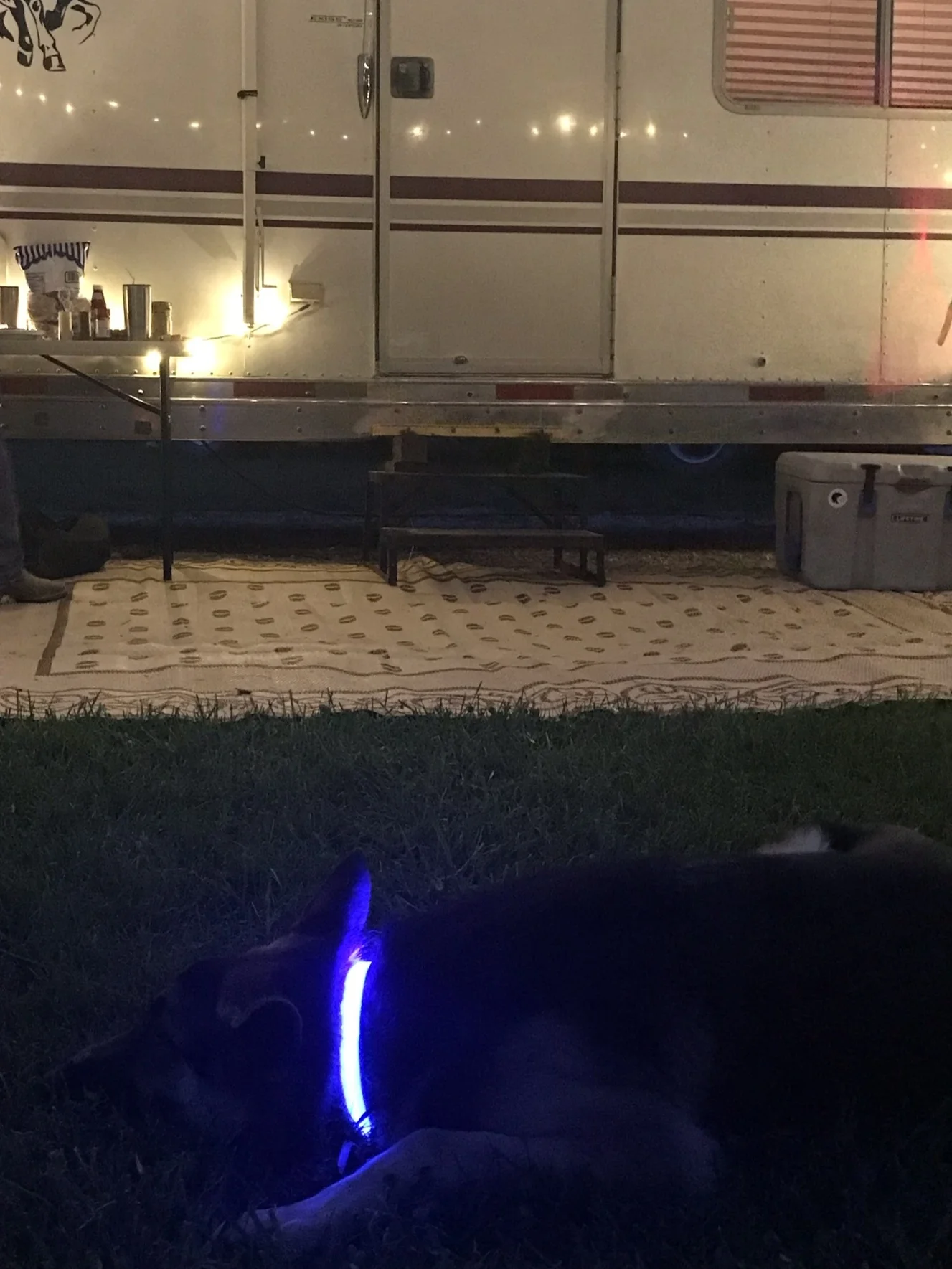 How do you keep an eye on your dog when camping?