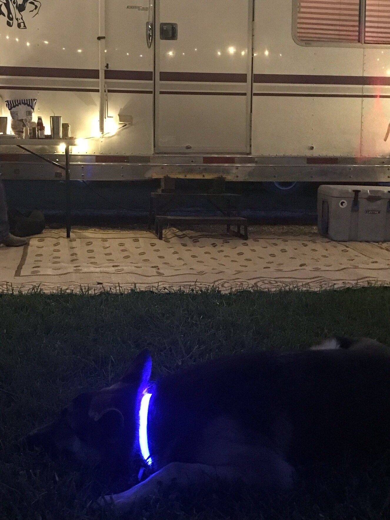 Camping+Lights+for+Dog.jpg