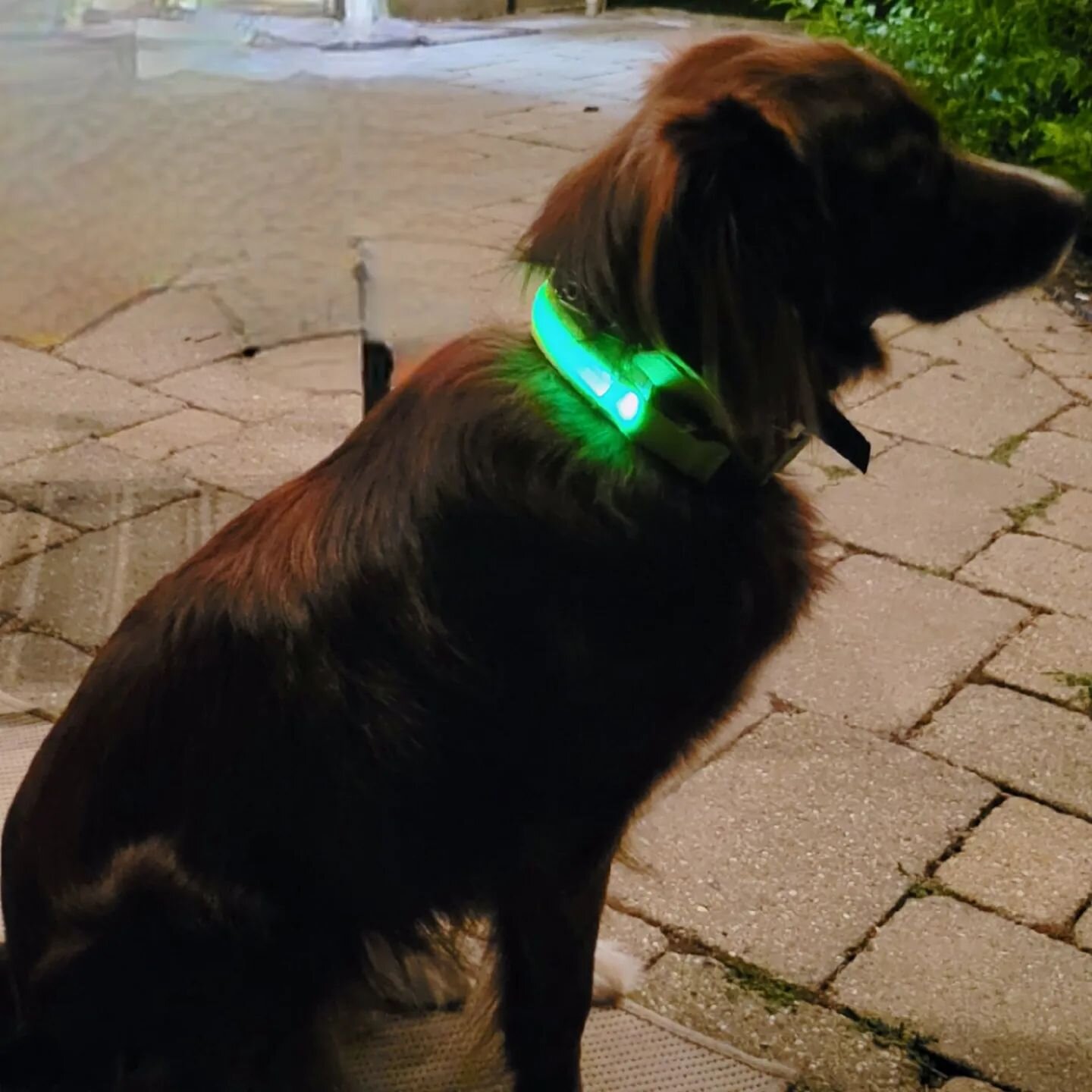 Grab the perfect last minute stocking stuffer for all your dog lovers from Www.zuzuflowers.com 

Ready to ship in 1 day so you'll have it in time for #xmas2022 

#petlovergift #dogmomgifts #doglights #safetyforwalkers #lightupcollar #safetylightsaref