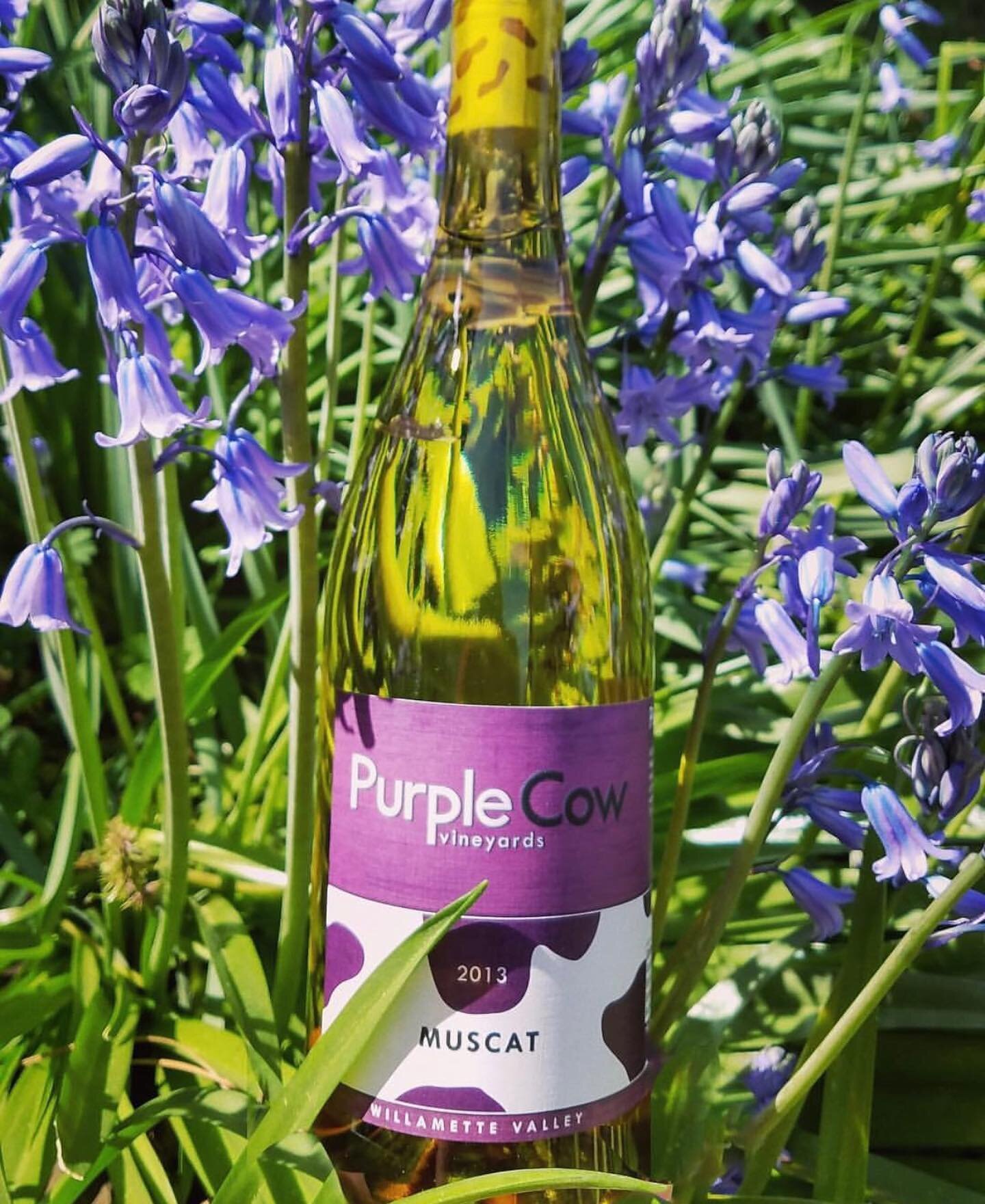 The perfect summer sip!

With its fruity and floral aromas our Muscat has refreshing notes of pear, apple, and citrus flavors.&nbsp;

Best served chilled with strong French cheeses! #Cheers

𝕋𝕒𝕤𝕥𝕖.𝔽𝕠𝕣.𝕐𝕠𝕦𝕣𝕤𝕖𝕝𝕗
#summersips #summer #tim