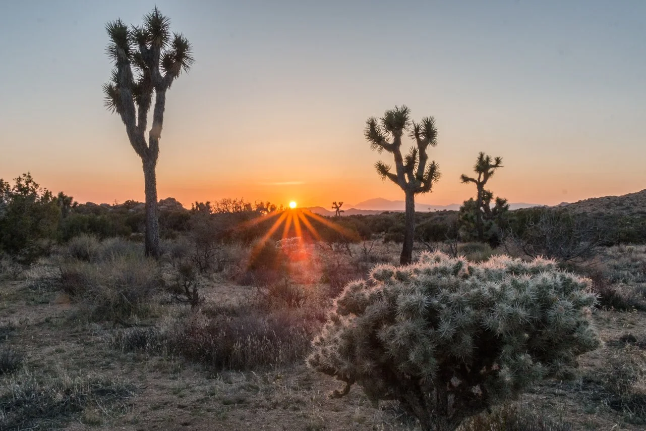 Journey Through Joshua Trees