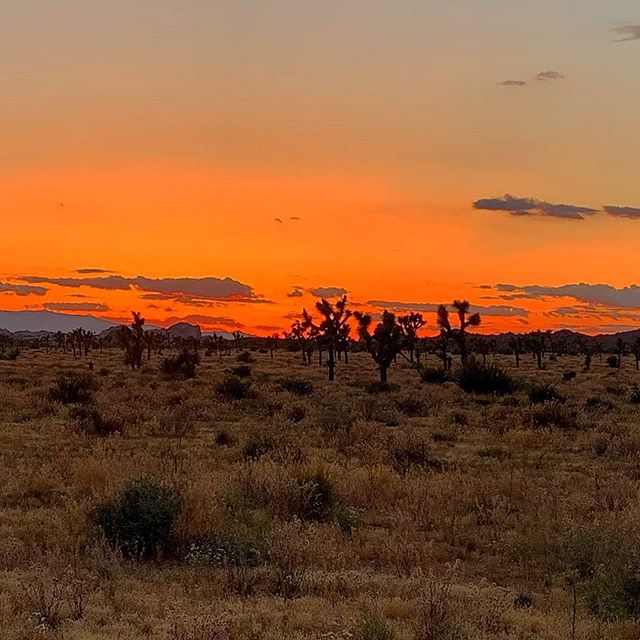 Visiting Joshua Tree this 4th of July? Check out our Air B&amp;B Experiences! Other dates available as well.

https://www.airbnb.com/experiences/113476?location=Joshua%20Tree%2C%20CA%2C%20United%20States&amp;currentTab=experience_tab&amp;federatedSea