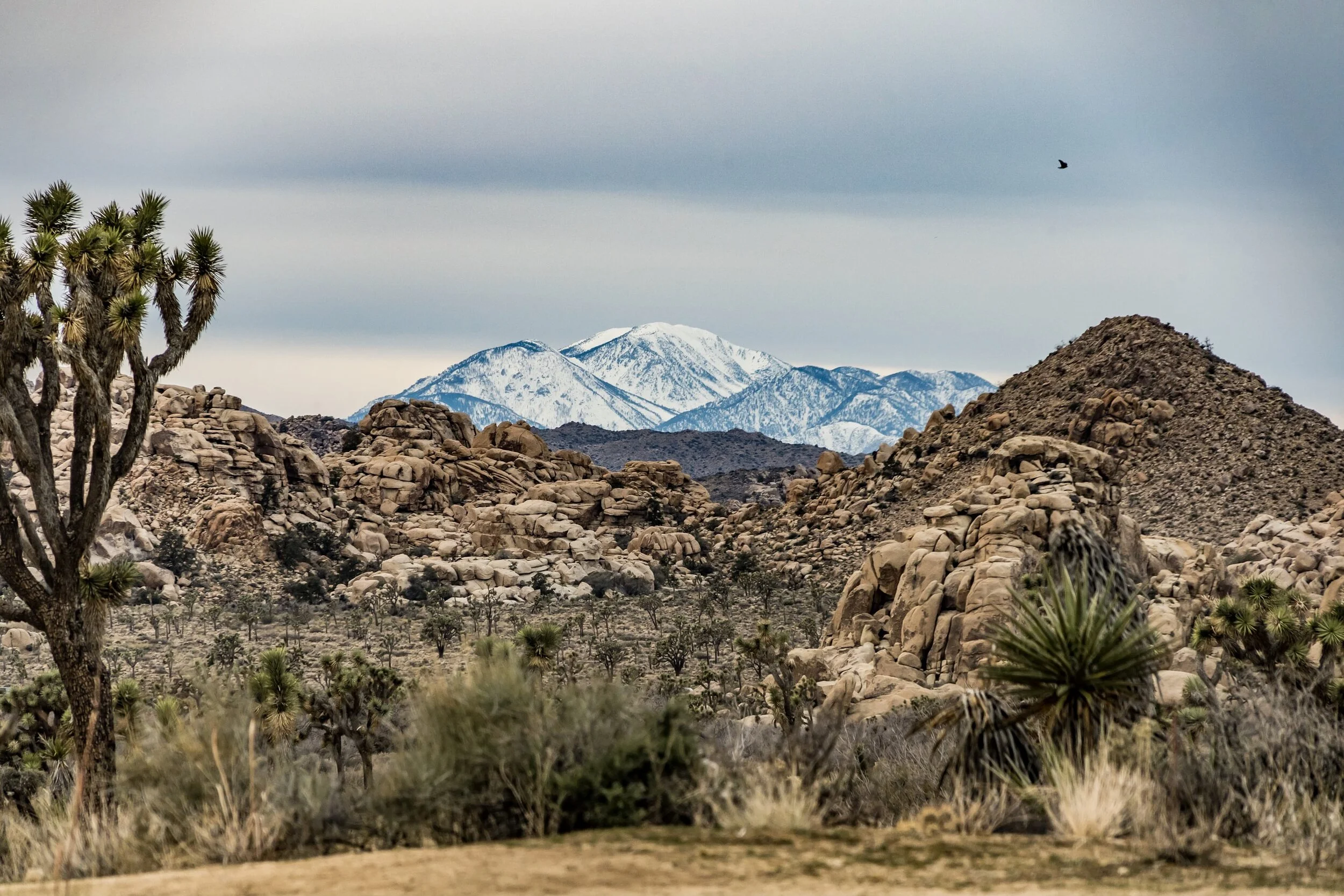 What Makes Joshua Tree a Desert?