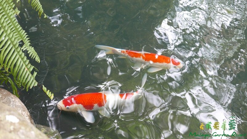 Biggest Koi Fishes You Could Ever Own! — Malagos Garden Resort | Davao  Resort