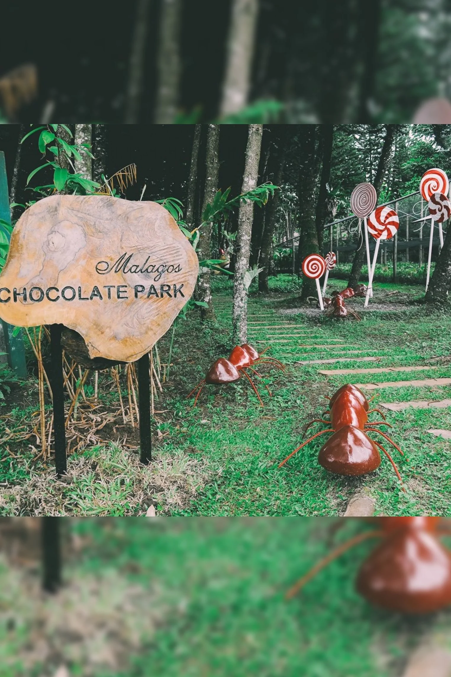 Cacao Farms as Tourism Attractions