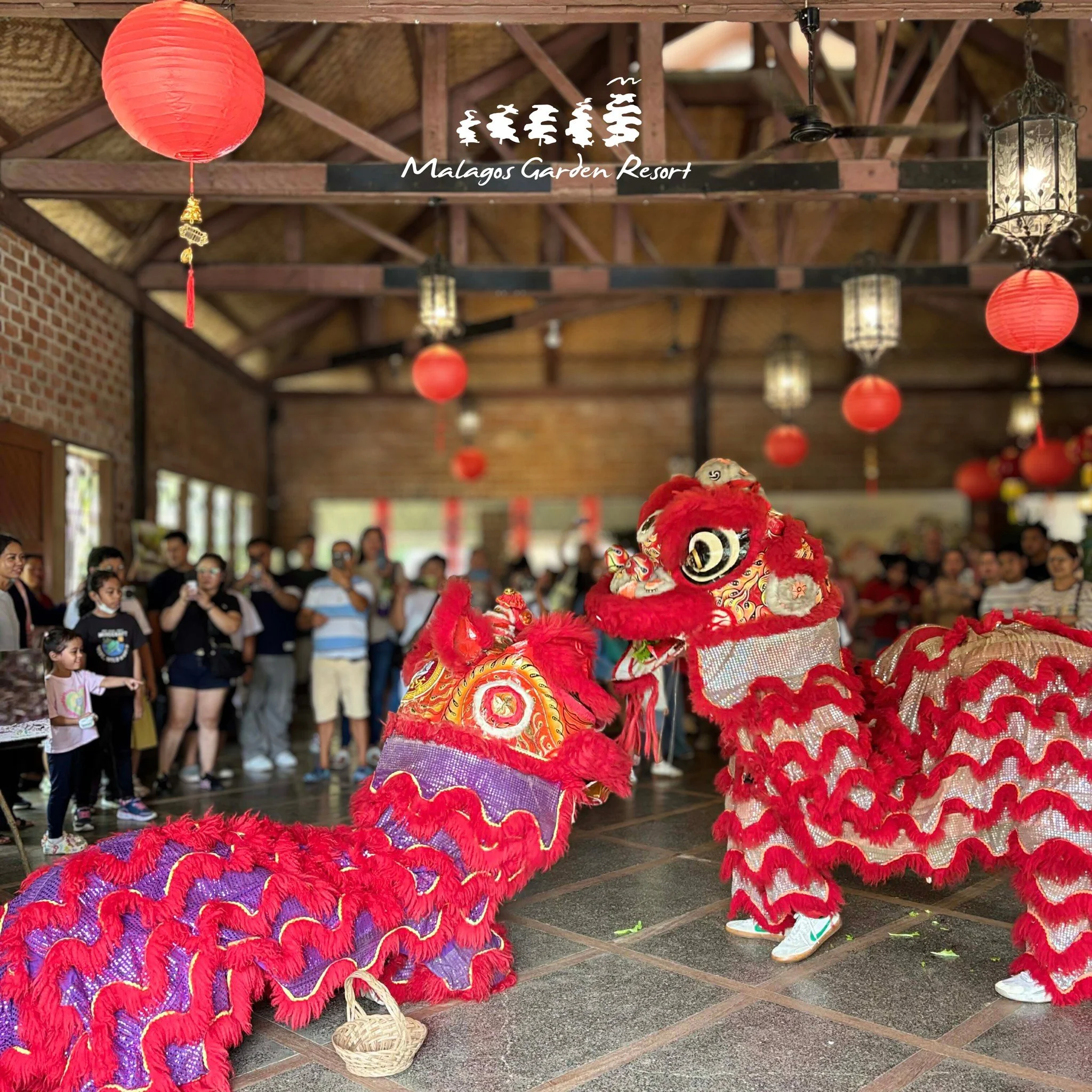 Welcoming the Year of the Horse: A Colorful Chinese New Year Celebration at Malagos Garden Resort