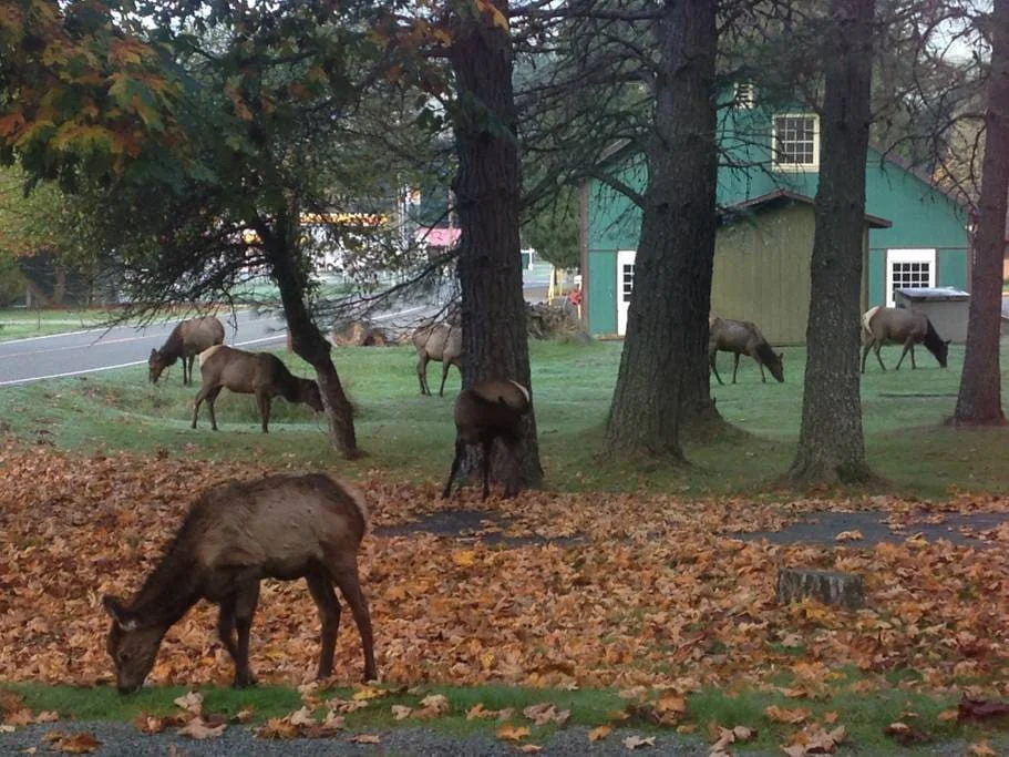 elk.jpg