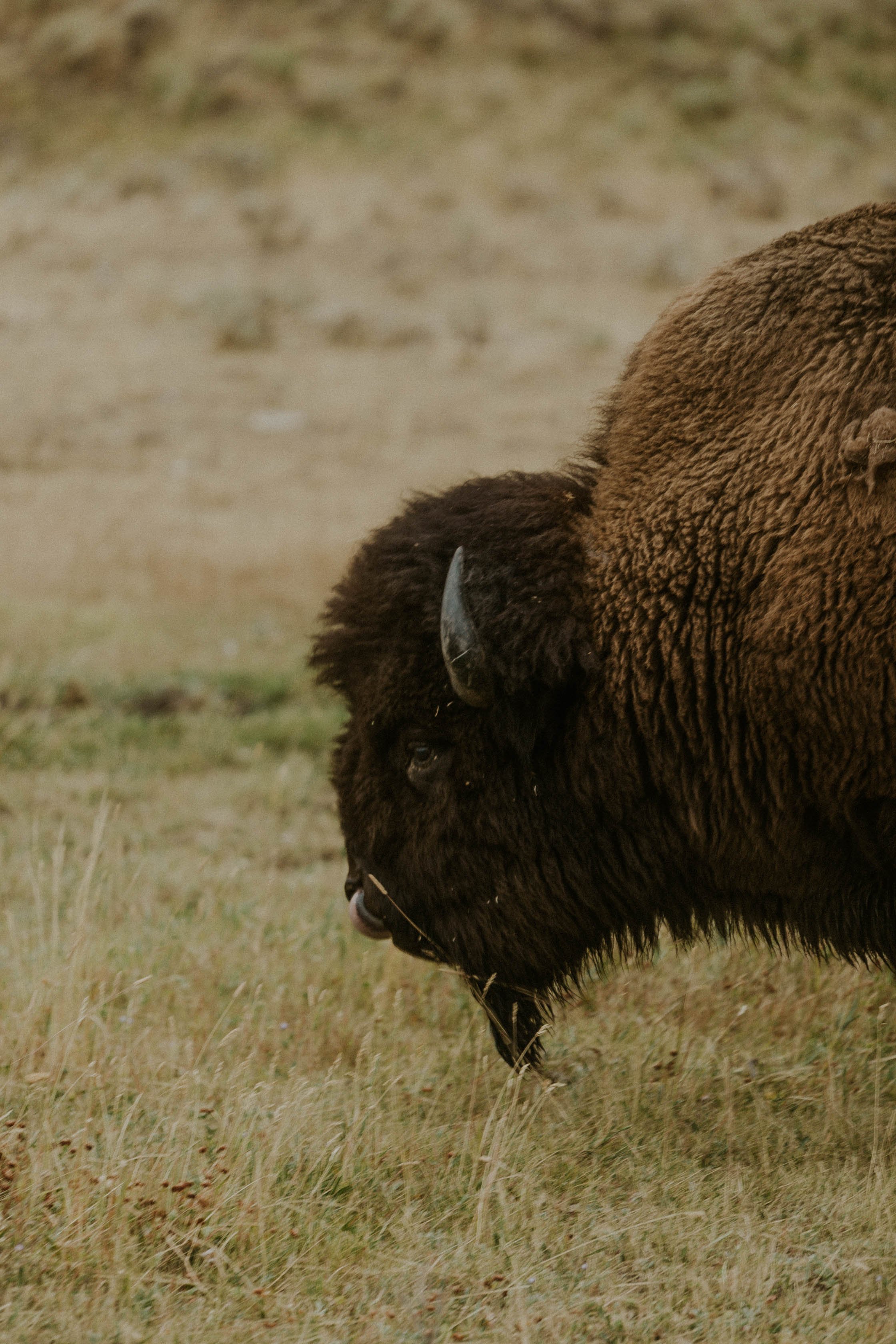 bison.jpg