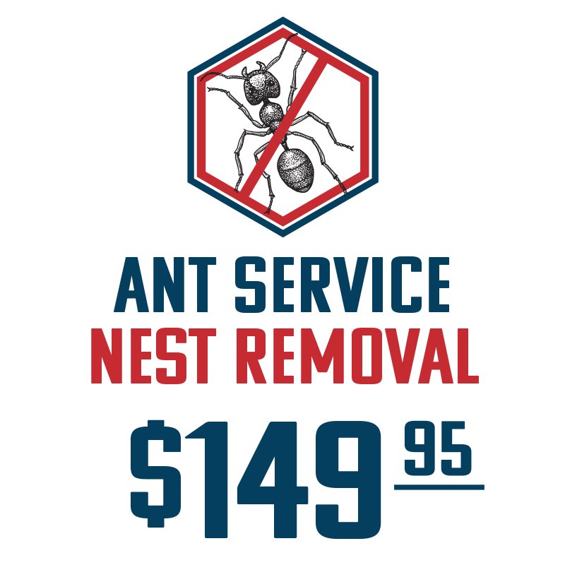 AntServiceStore1-v2.jpg
