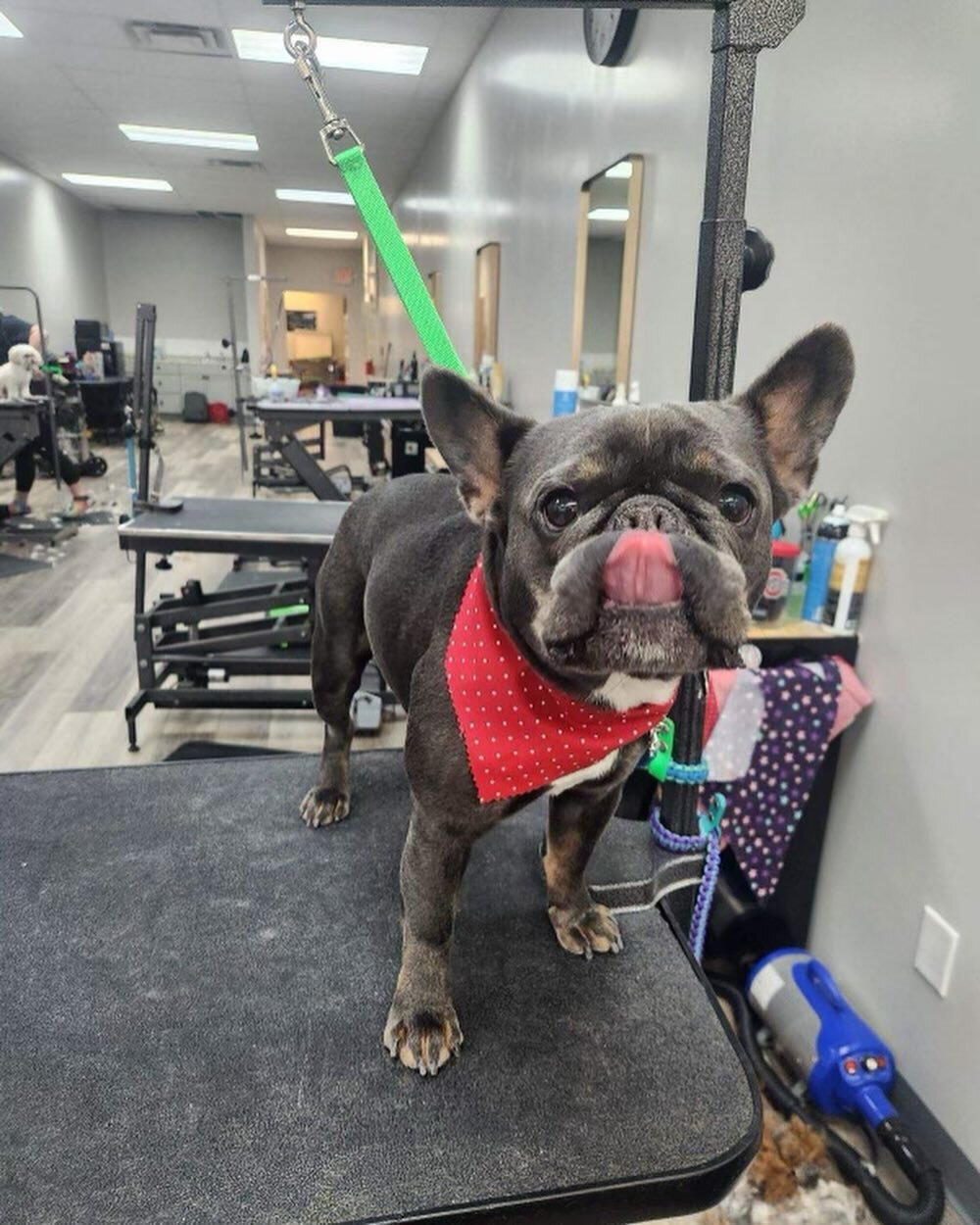 Tito is enjoying his Spa Day at the Salon!!