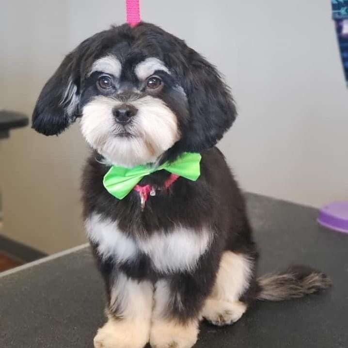 Welcome little Bruno to Salon de pooch! What a good baby ❤️groomed by katlin