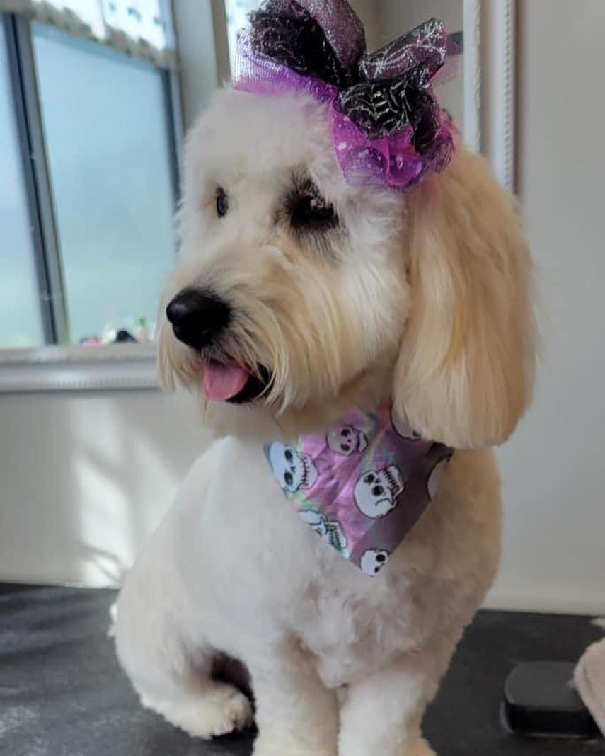 Kicking off our October with some doggy spooky couture. Oakley is ready for the Halloween runway. Groomed by Stevie.