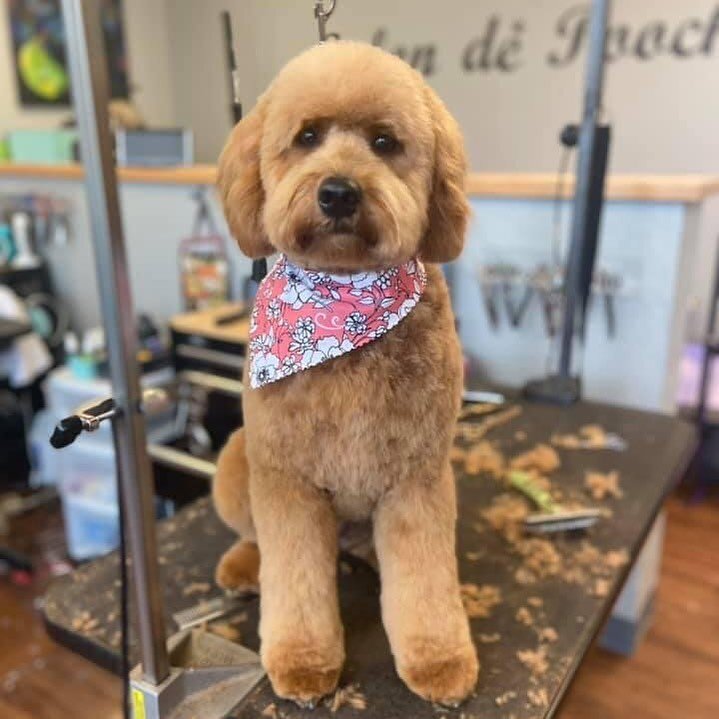 &ldquo;Oh Quincy, you&rsquo;re so fine. You&rsquo;re so fine you blow my mind, hey Quincy❤️🐶&rdquo; groomed by Cassidy