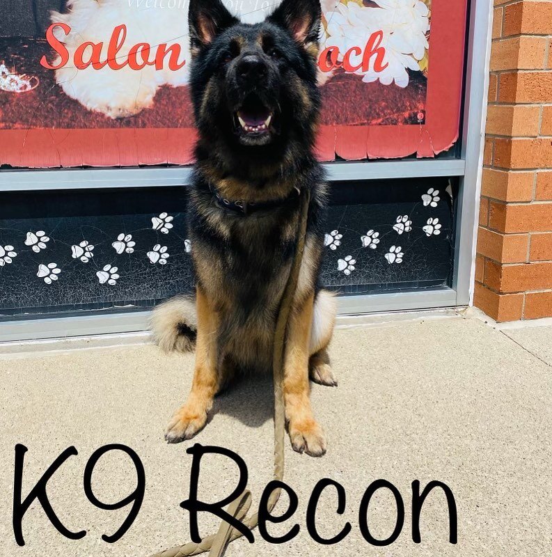 Meet Brimfields own K-9 Police dog Recon who enjoys chasing skunks 🦨  in his spare time stops in for Spa Day to all cleaned up 🦮🛁 #stowohio #doggrroming #brimfieldpolice #k9unit