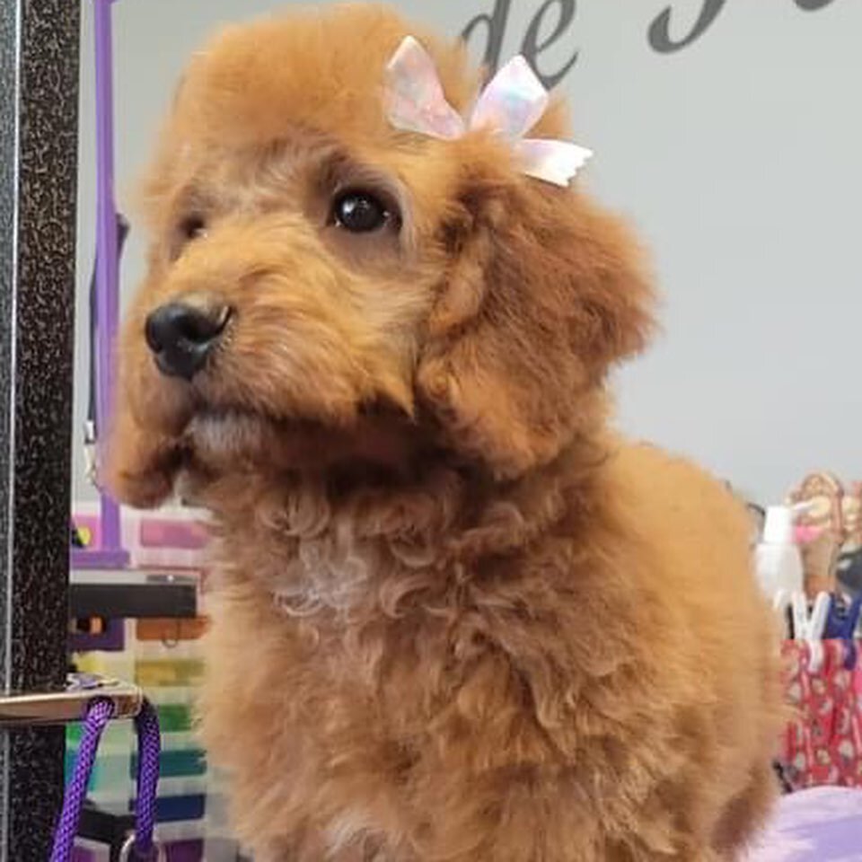 Little miss Claire had her first spa day! Isn't she precious?! 😍groomed by Sam. #doggroomersofinstagram #akronohio #stowohio