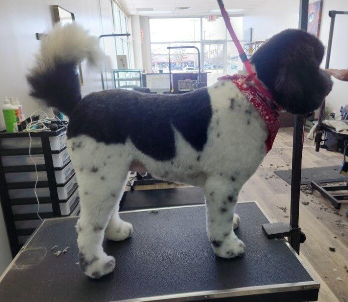 Some beautiful pics from Ashley!! We are so excited to welcome her as a groomer to Salon De Pooch Family. She has many years of grooming experience. Call her today to make an appointment and she&rsquo;s accepting new clients!!