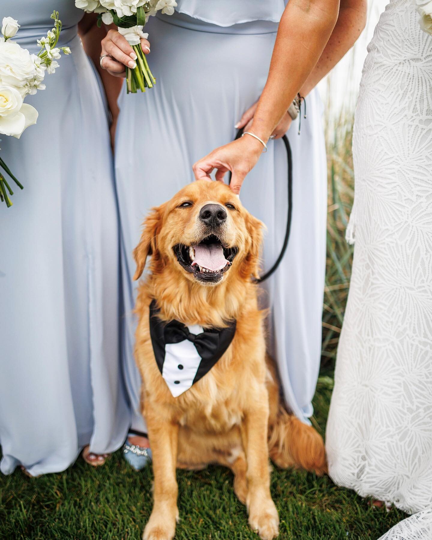 Bride: &ldquo;We want photos with our dog Rambo.&rdquo; Me (Getting nervous from name) &ldquo;is he friendly?&rdquo;
Bride: &ldquo;Yes, most definitely.&rdquo;