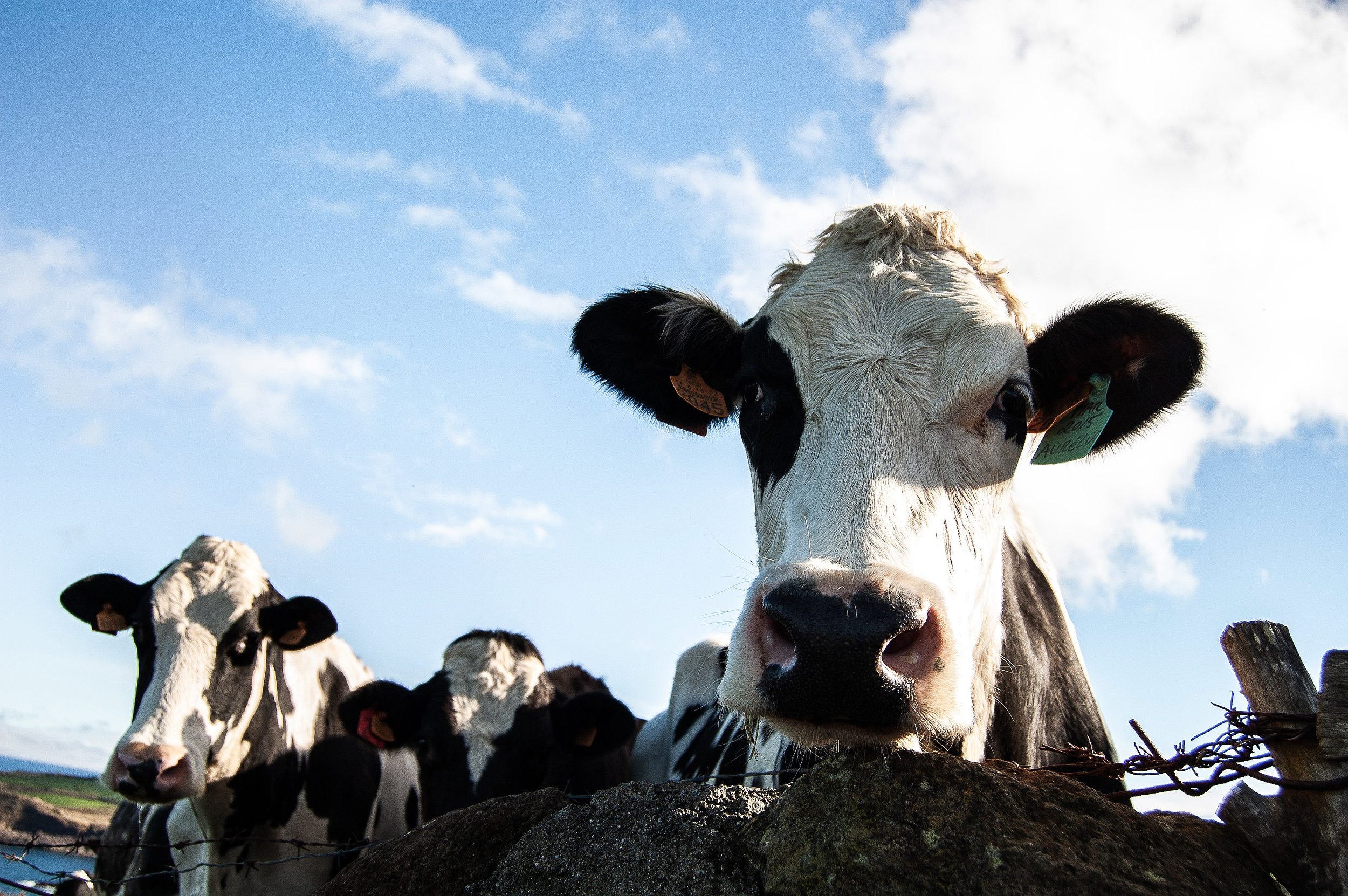 Manure Treatment