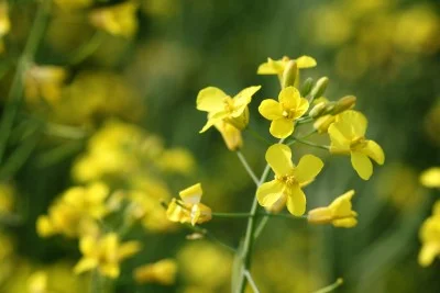 Early Nitrogen Applications on Canola