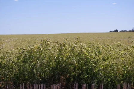 Brown Manure Field Peas