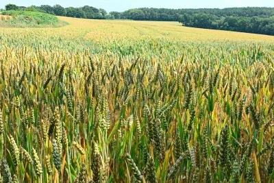 New Wheat Varieties (November 2012)