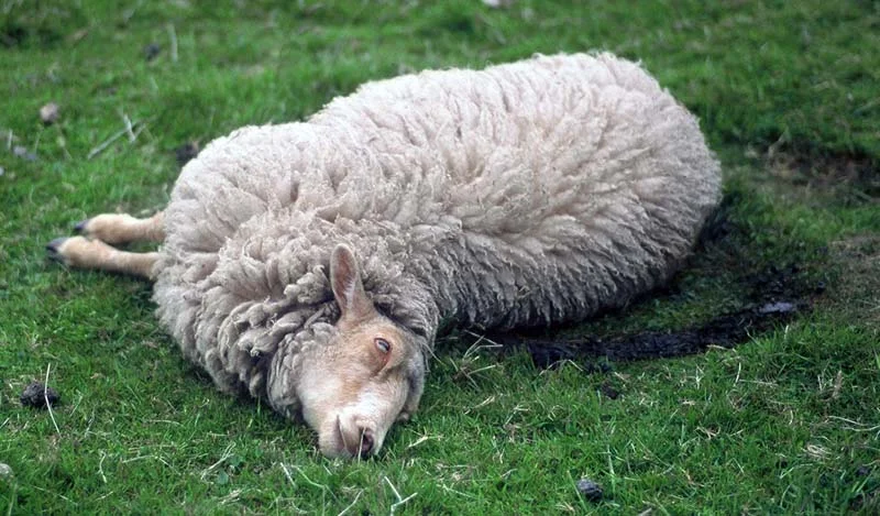 Ewe Deaths- A Profit Driver Of Sheep Flocks