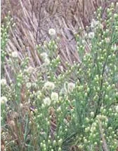 Controlling Fleabane in Stubbles and Fallows