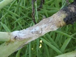 Fungicide for Sclerotinia Control in Canola